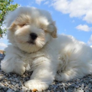 Francuski buldog i Coton de tulear stenci