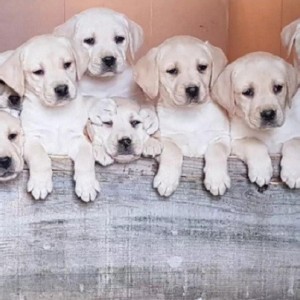 Top leglo labrador retrivera