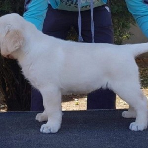 Top leglo labrador retrivera