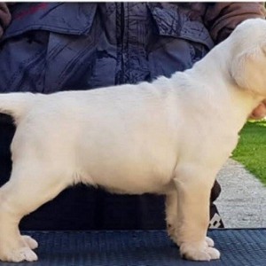 Top leglo labrador retrivera