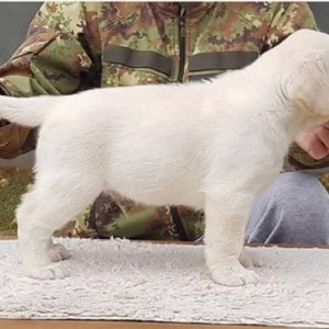 Top leglo labrador retrivera