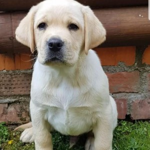 Top leglo labrador retrivera