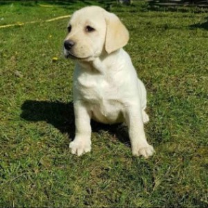Top leglo labrador retrivera