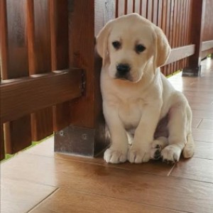 Top leglo labrador retrivera