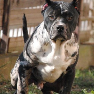 American bully xl