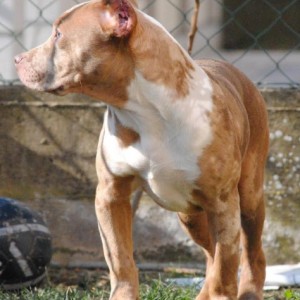 American bully xl
