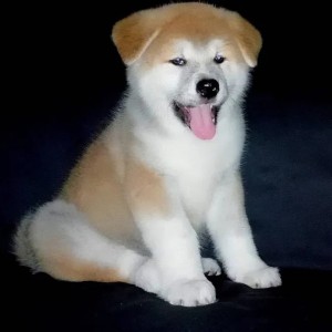 Akita inu japanska i Americka stenci