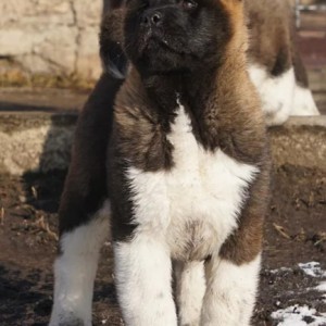Akita inu japanska i Americka stenci