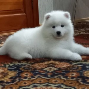 Sibirski Haski i Samojed stenci