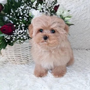 Maltipoo i Havanski Bison stenci