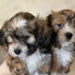 Maltipoo i Havanski Bison stenci