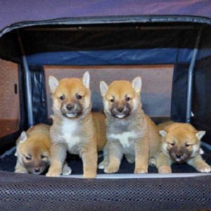 Shiba Inu štenci vrhunskih krvnih linija