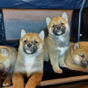 Shiba Inu štenci vrhunskih krvnih linija