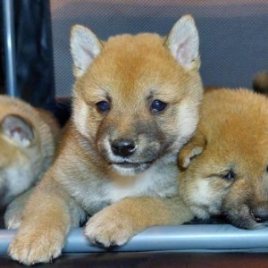 Shiba Inu štenci vrhunskih krvnih linija