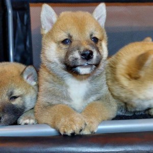 Shiba Inu štenci vrhunskih krvnih linija