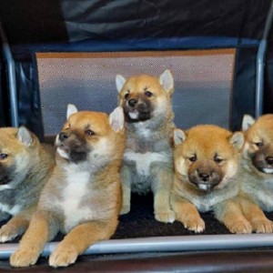 Shiba Inu štenci vrhunskih krvnih linija