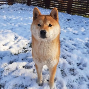 Shiba Inu štenci vrhunskih krvnih linija
