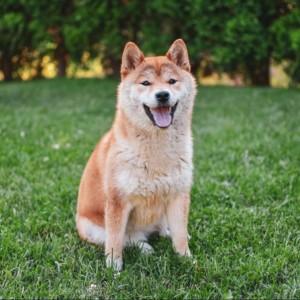 Shiba Inu štenci vrhunskih krvnih linija