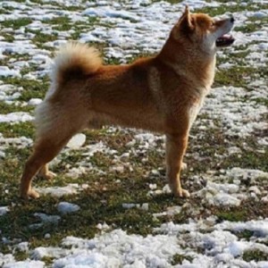 Shiba Inu štenci vrhunskih krvnih linija