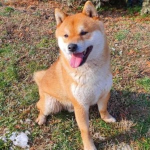 Shiba Inu štenci vrhunskih krvnih linija