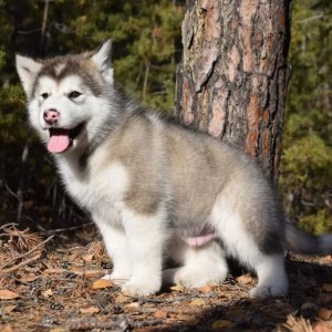 Siba Inu i Aljaski Malamut stenci