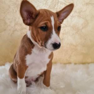 Basenji muško stene