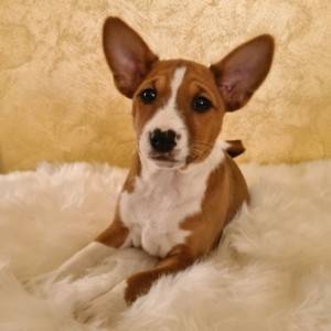 Basenji muško stene