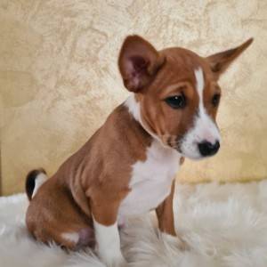 Basenji muško stene