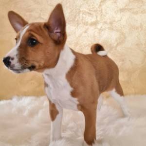 Basenji muško stene