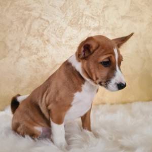 Basenji muško stene