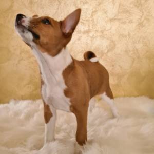 Basenji muško stene