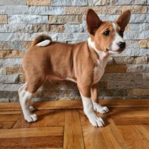 Basenji muško stene