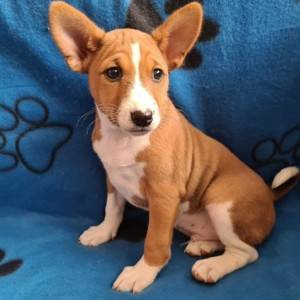 Basenji muško stene