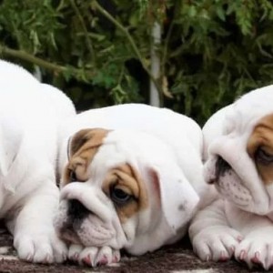Engleski buldog i Mops stenci