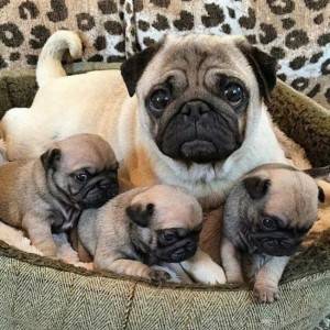 Engleski buldog i Mops stenci