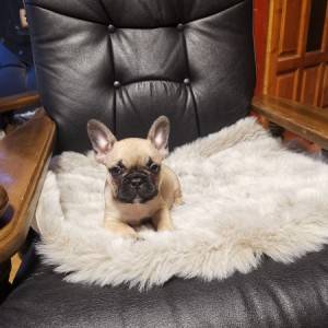 Francuski buldog