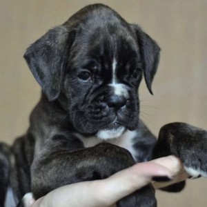 Nemacki boxer i Nemacki ovcar stenci