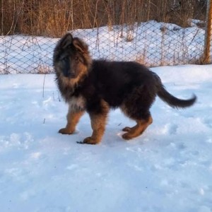 Nemacki boxer i Nemacki ovcar stenci