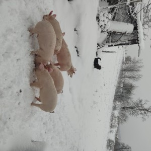 Svinje za obradu