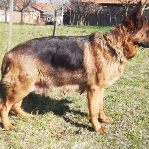 Štenci njemačkog ovčara