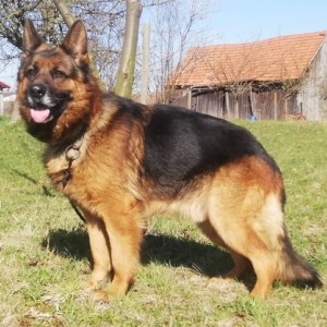Štenci njemačkog ovčara