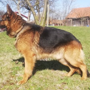 Štenci njemačkog ovčara