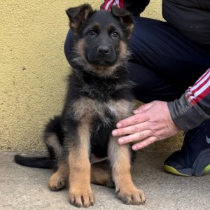 Nemački ovčar na prodaju - štenci