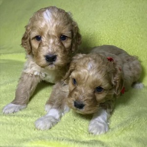 Labradoodle F1