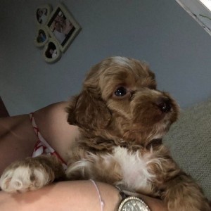 Labradoodle F1