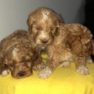 Labradoodle F1