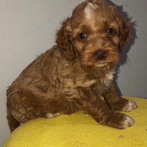 Labradoodle F1