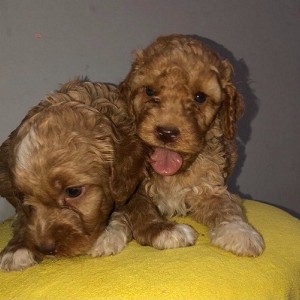 Labradoodle F1