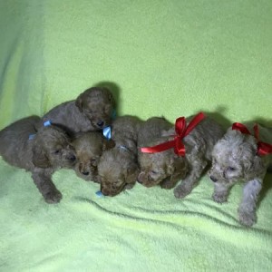 Labradoodle F1