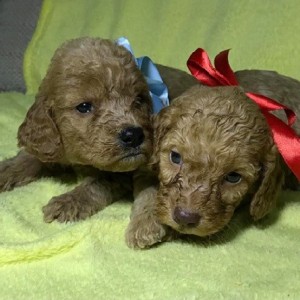 Labradoodle F1